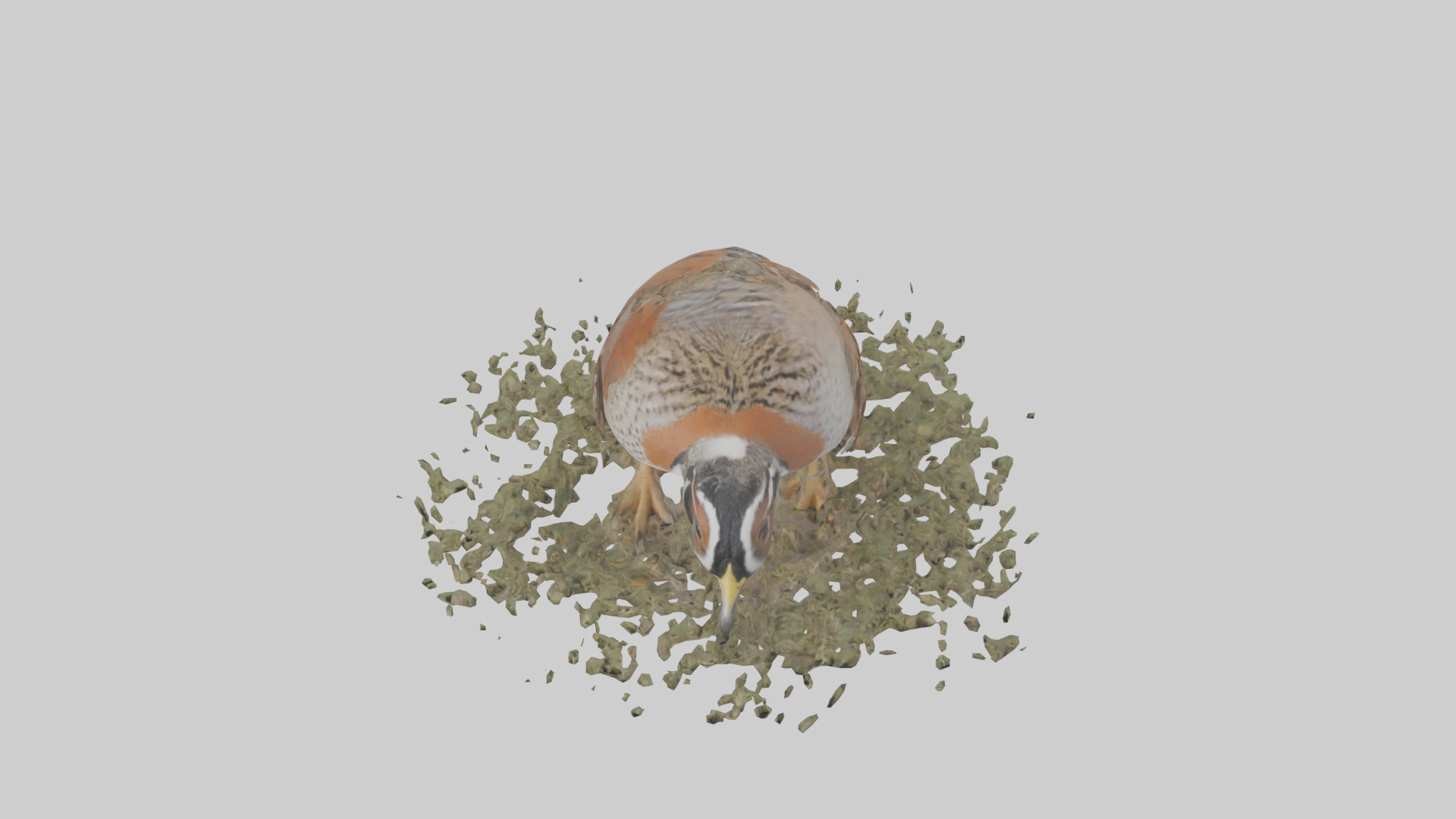 Common Quail feeding model 3D model_16