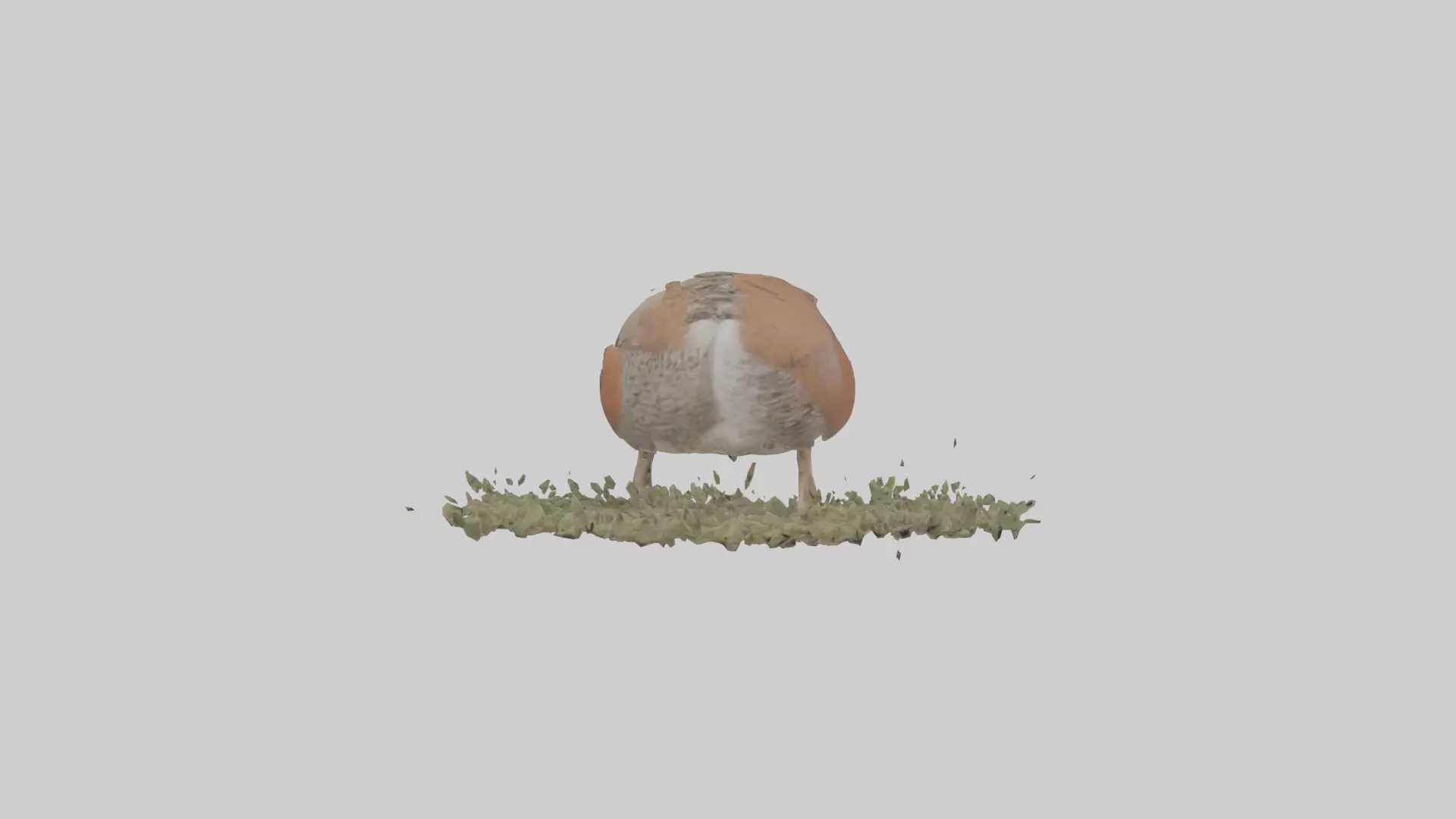 Common Quail feeding model 3D model_0