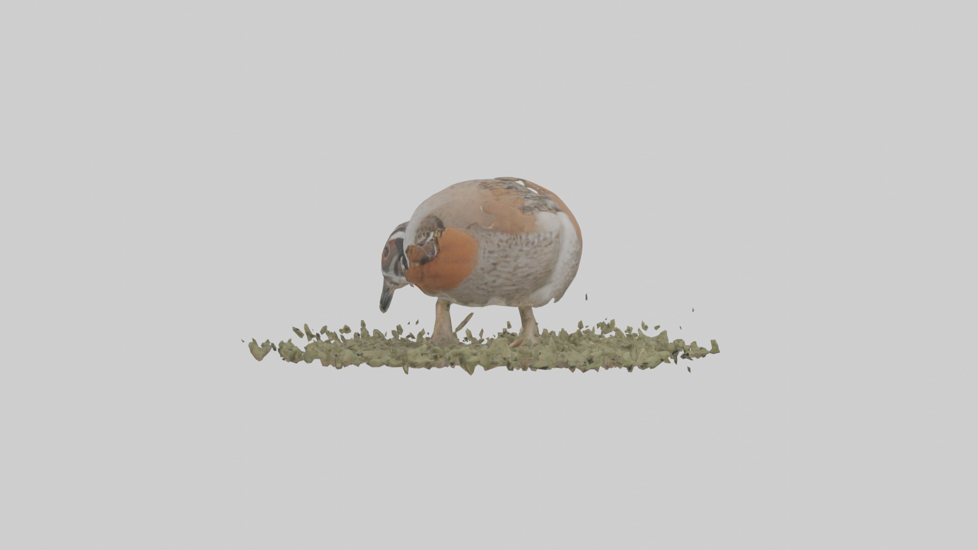 Common Quail feeding model 3D model_1