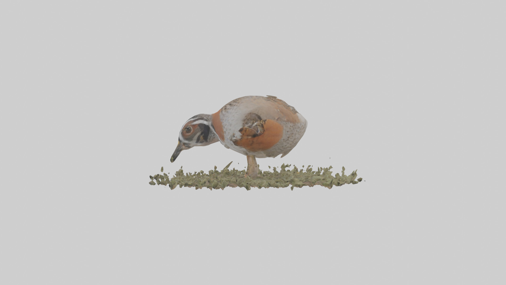Common Quail feeding model 3D model_12