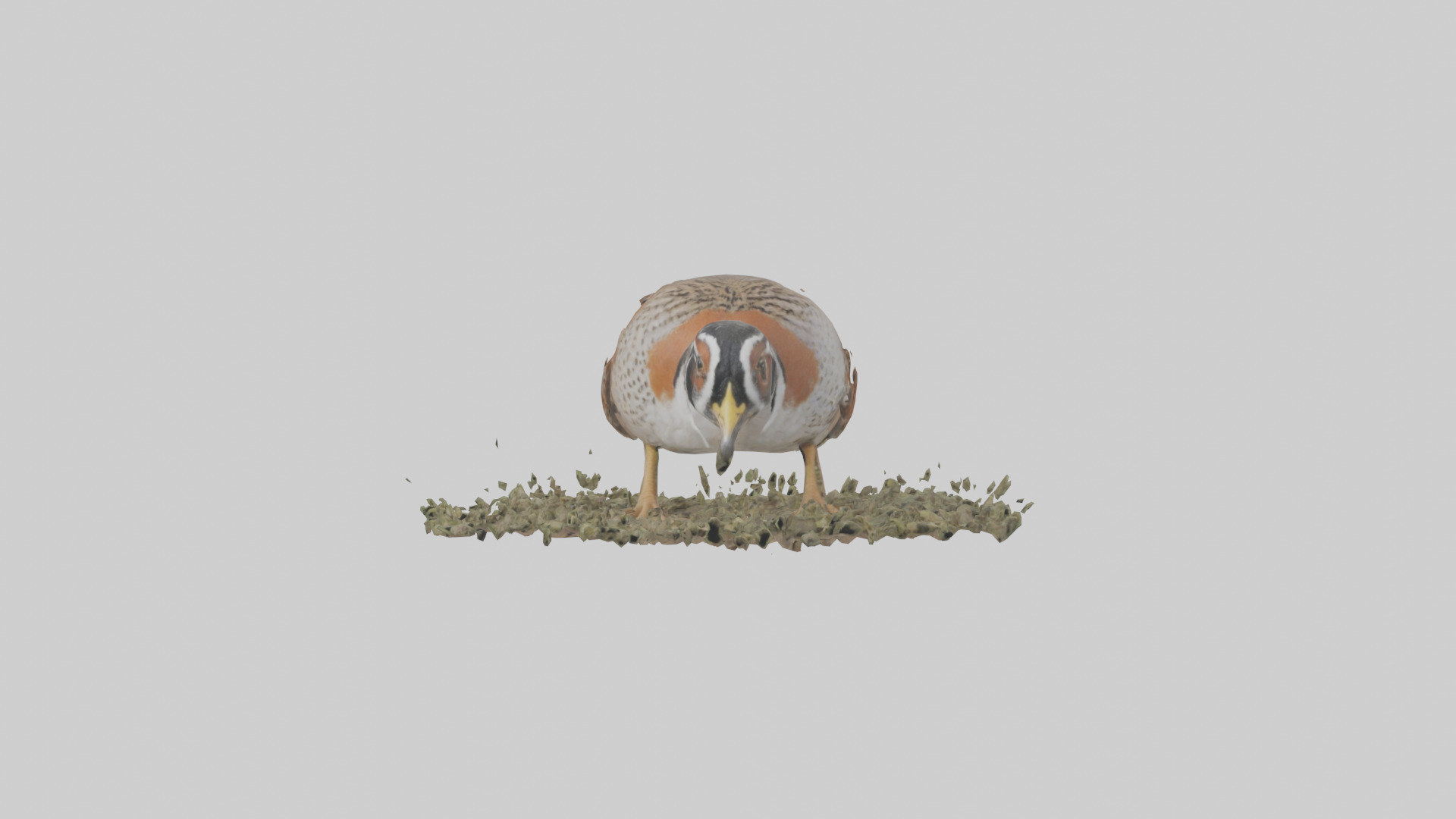 Common Quail feeding model 3D model_9