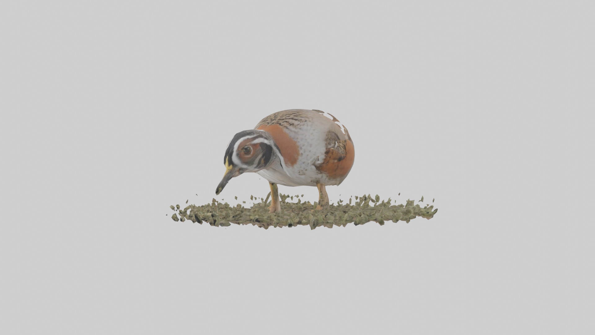 Common Quail feeding model 3D model_10
