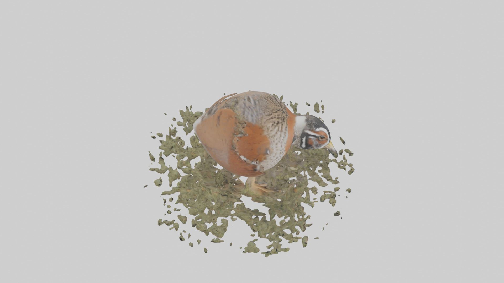 Common Quail feeding model 3D model_18