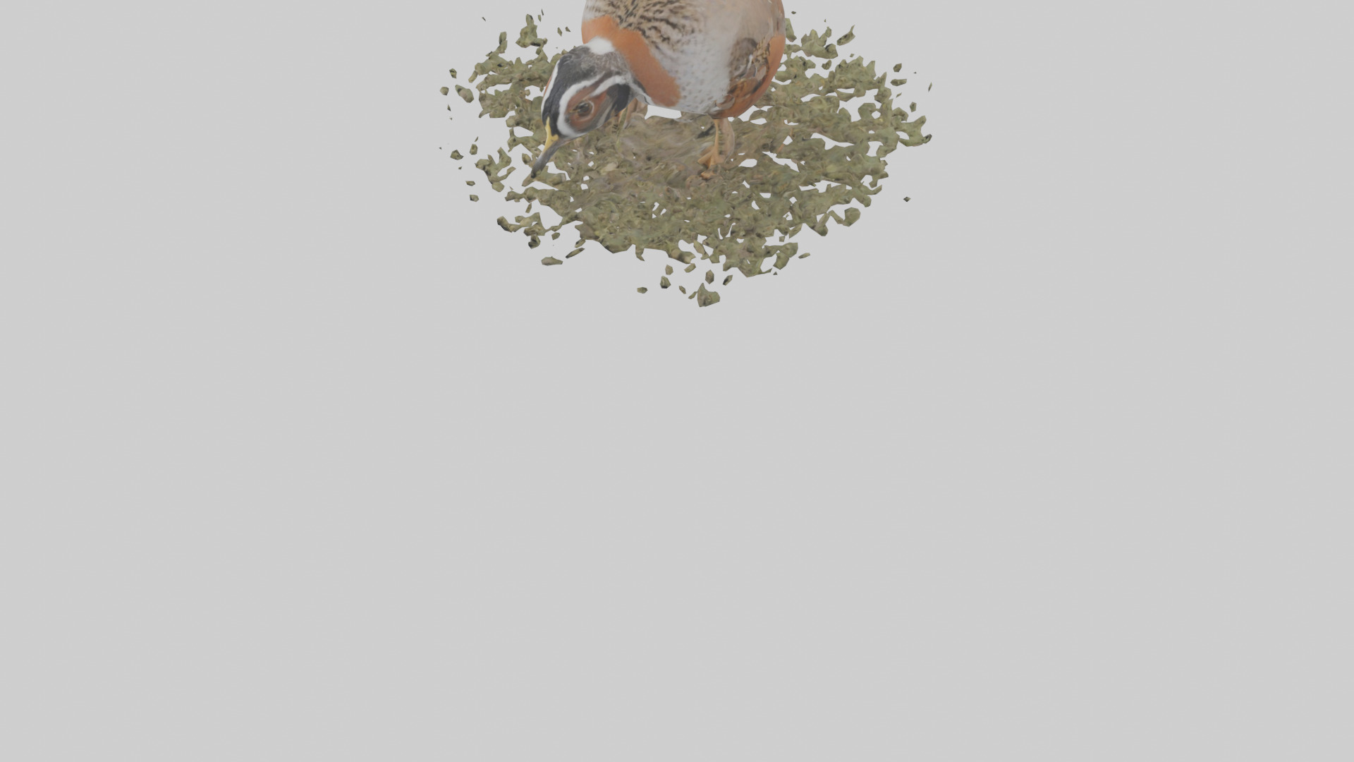 Common Quail feeding model 3D model_5