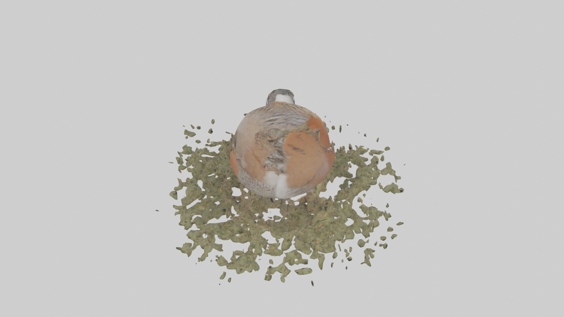 Common Quail feeding model 3D model_15