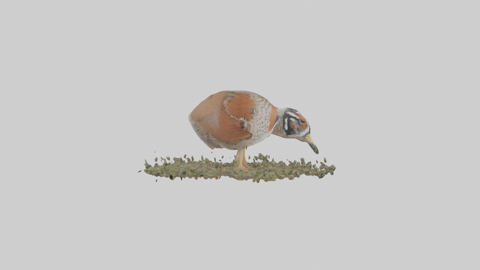 Common Quail feeding model 3D model_13