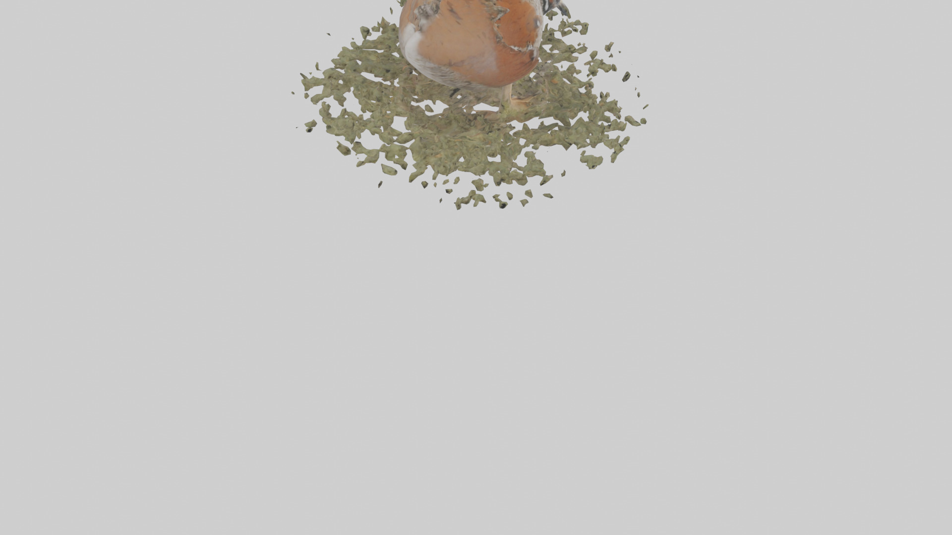 Common Quail feeding model 3D model_4