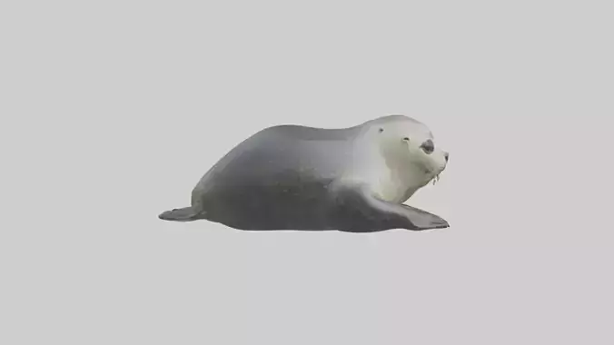 Common Seal resting model