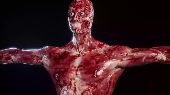 HUMAN MUSCLES ANATOMY 