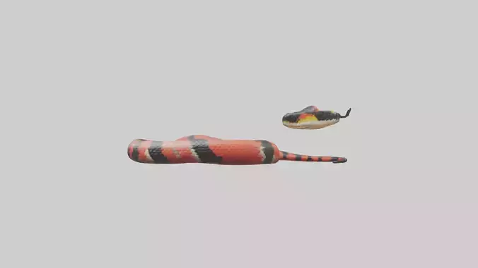 Coral Snake coiled model
