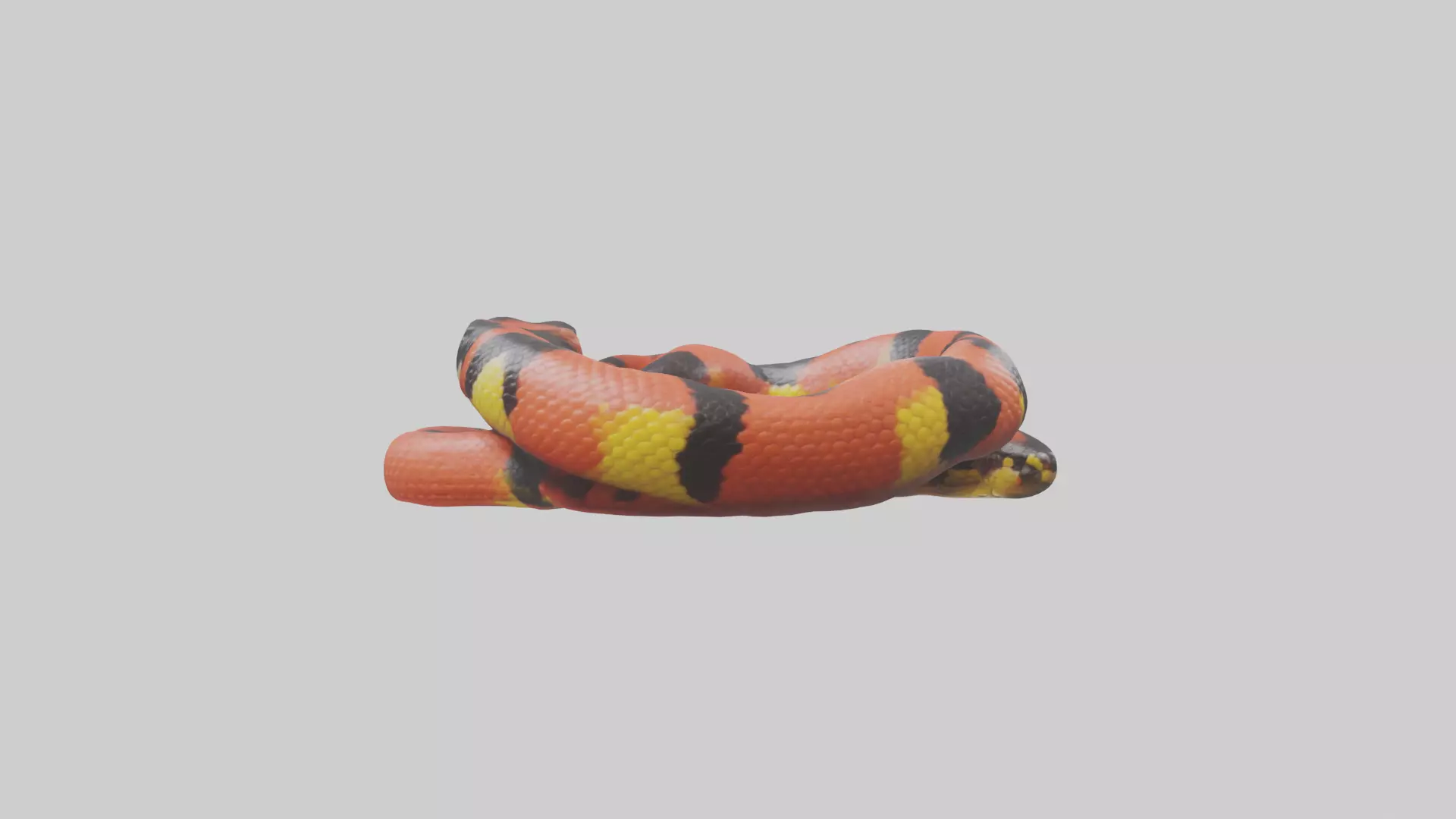 Coral Snake resting model 3D model_0