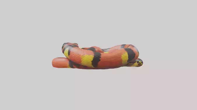 Coral Snake resting model