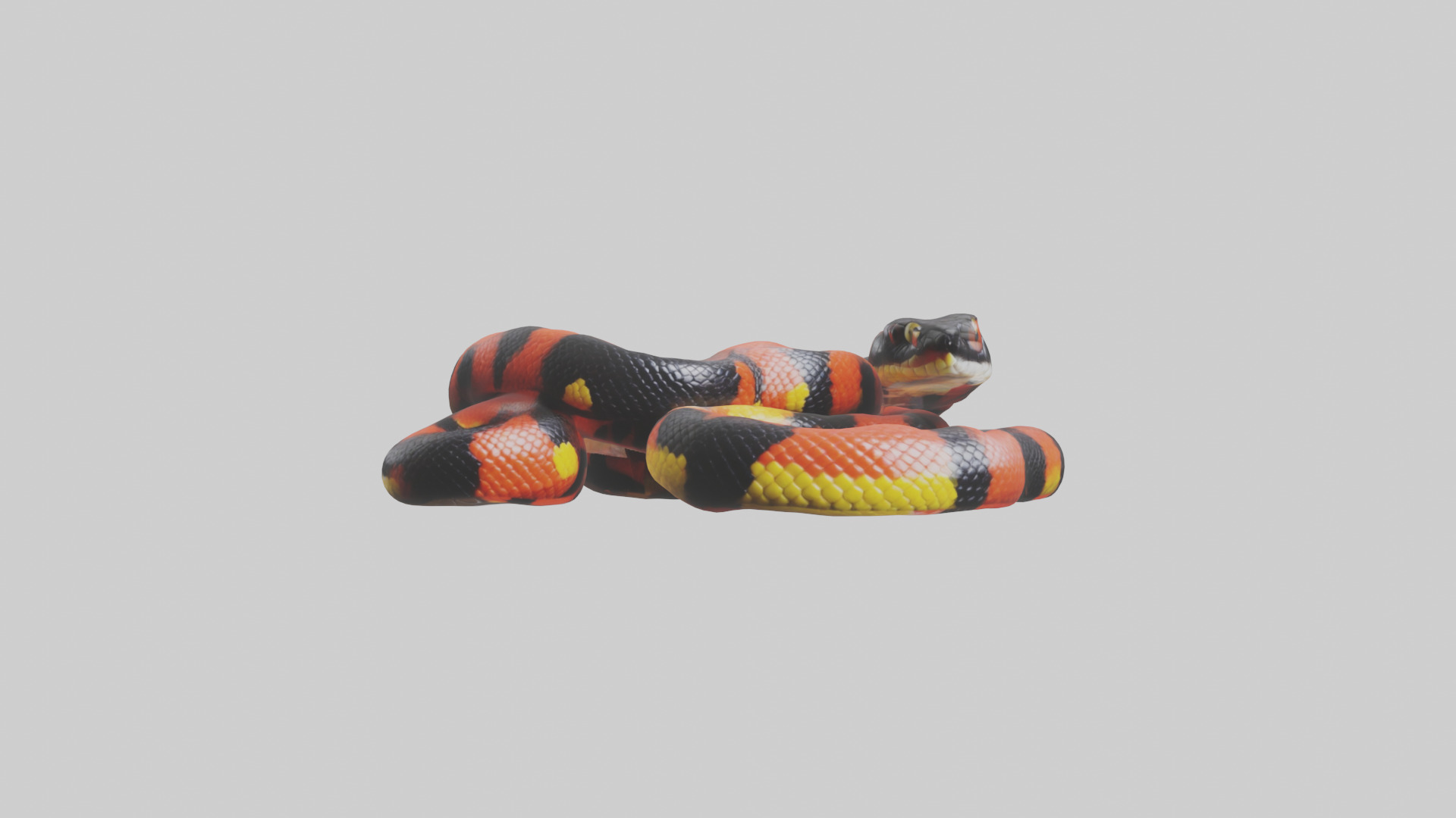 Coral Snake resting model 3D model_9