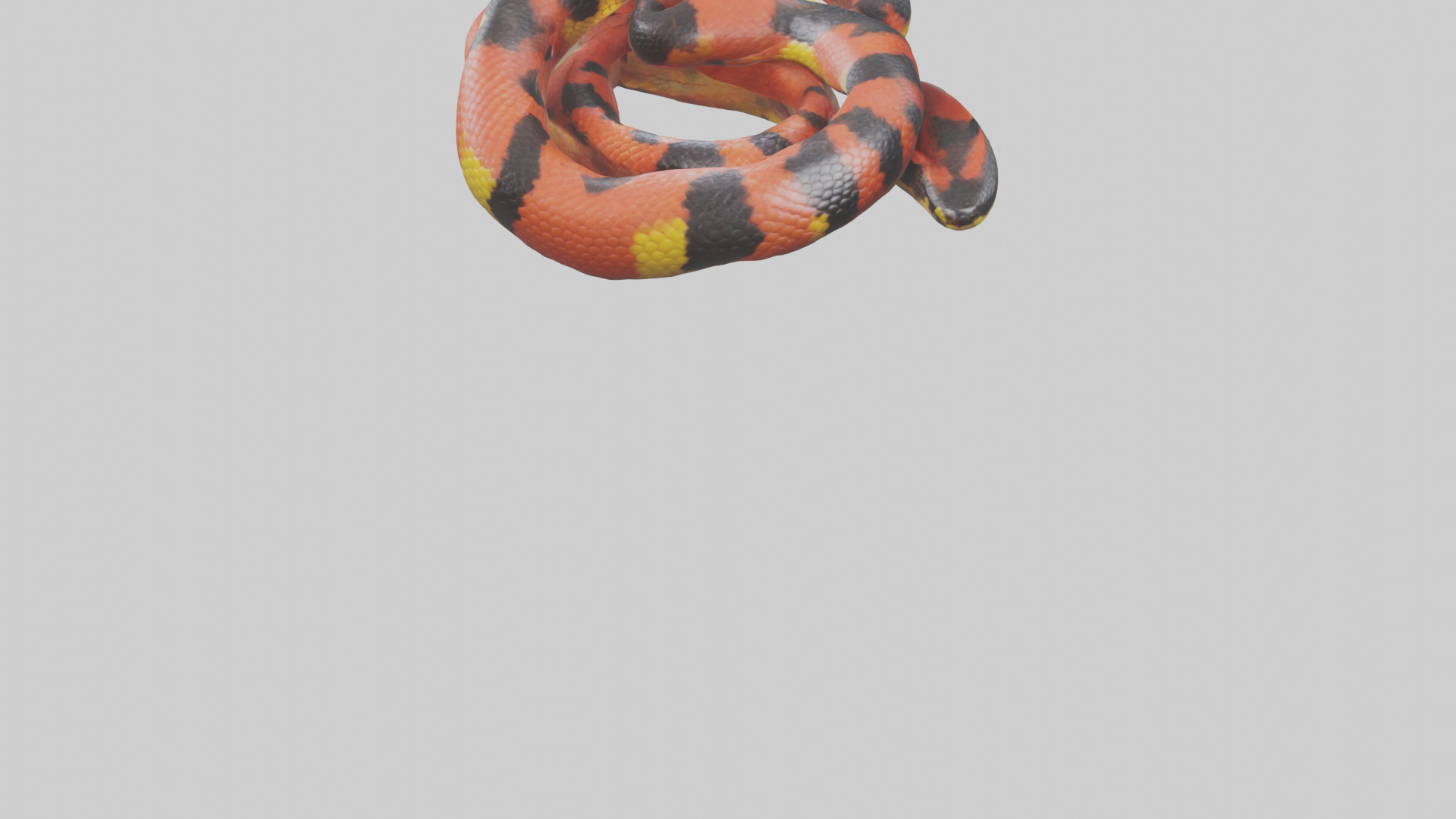 Coral Snake resting model 3D model_4