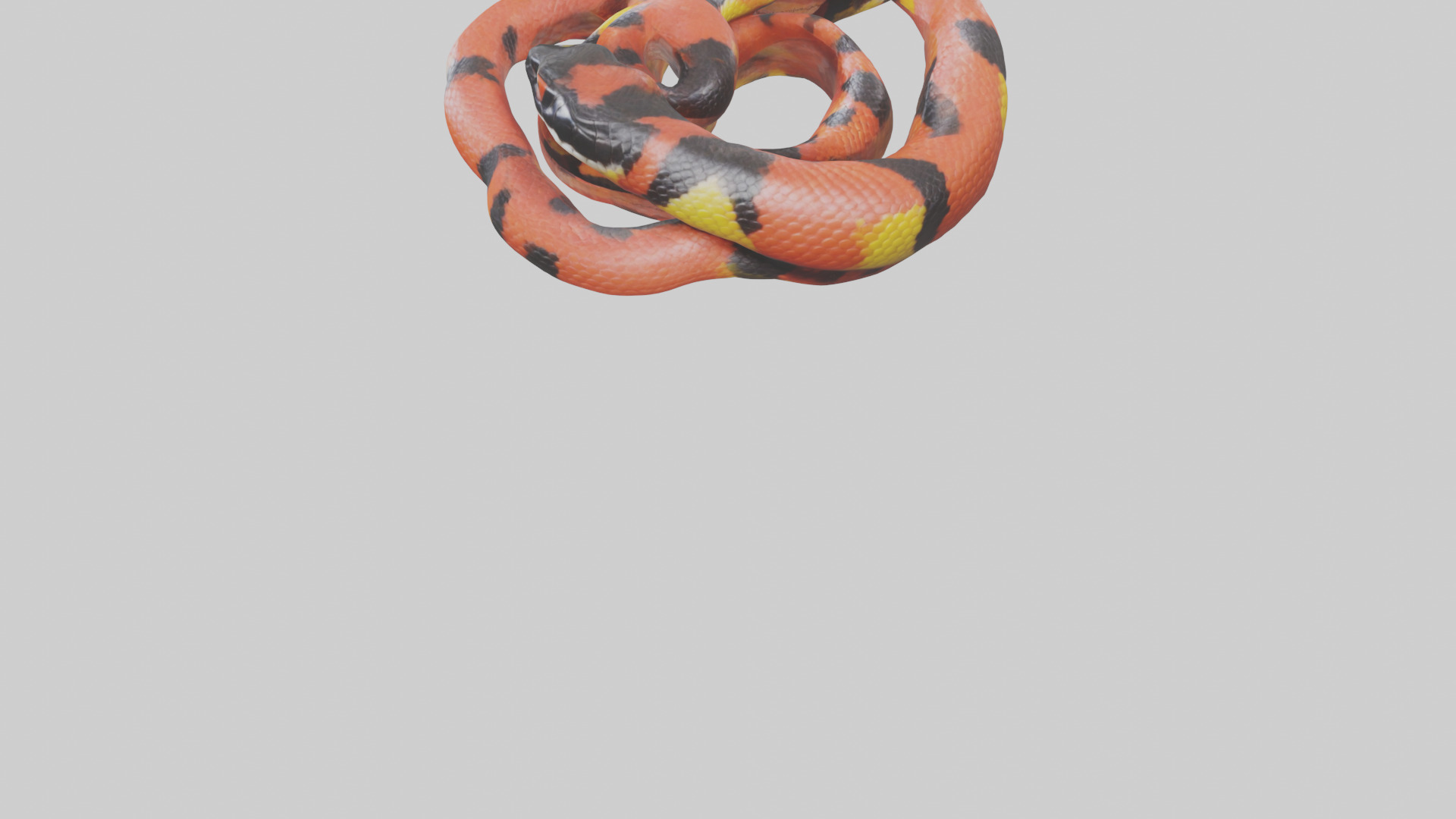 Coral Snake resting model 3D model_3