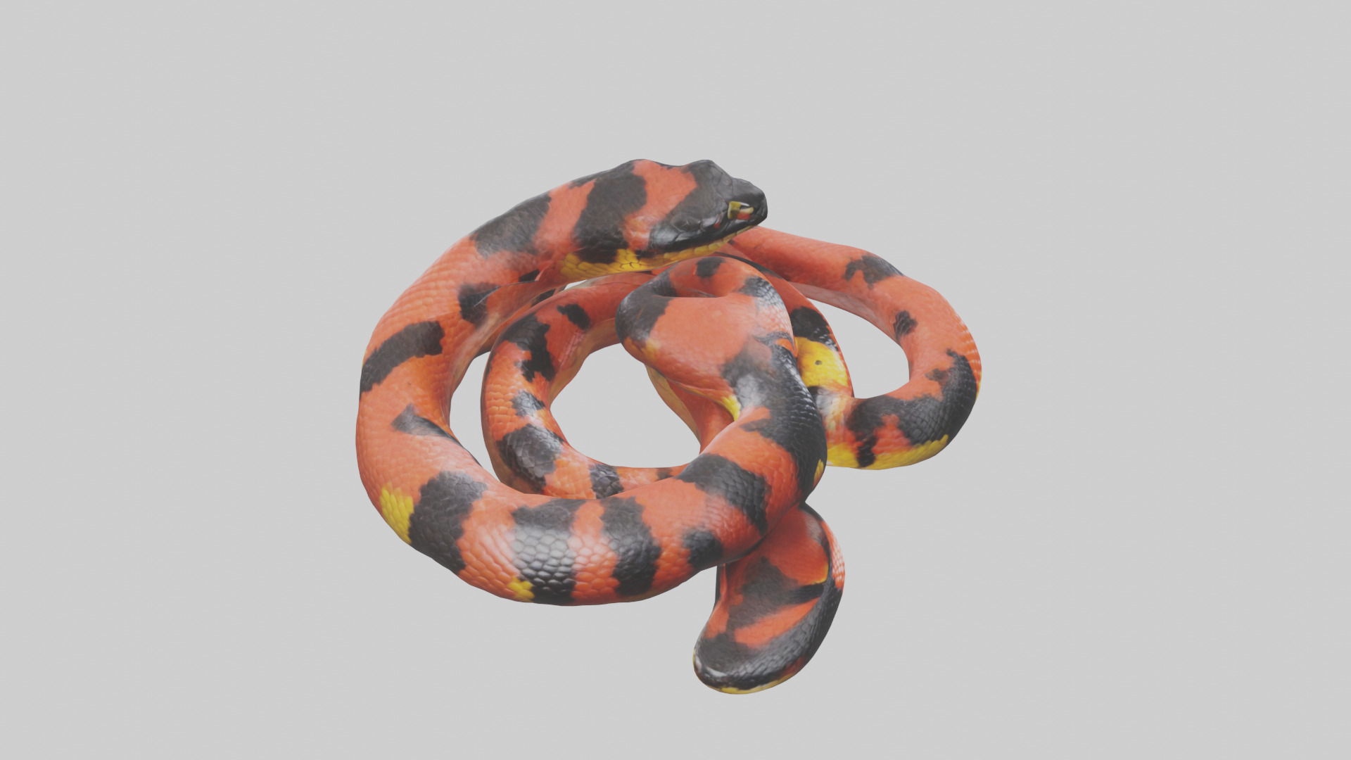 Coral Snake resting model 3D model_18