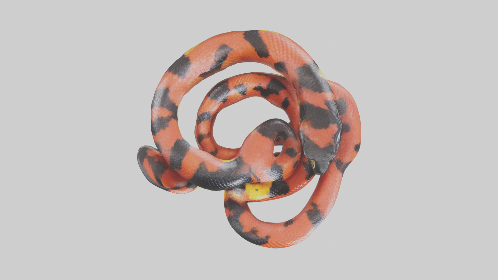 Coral Snake resting model 3D model_14