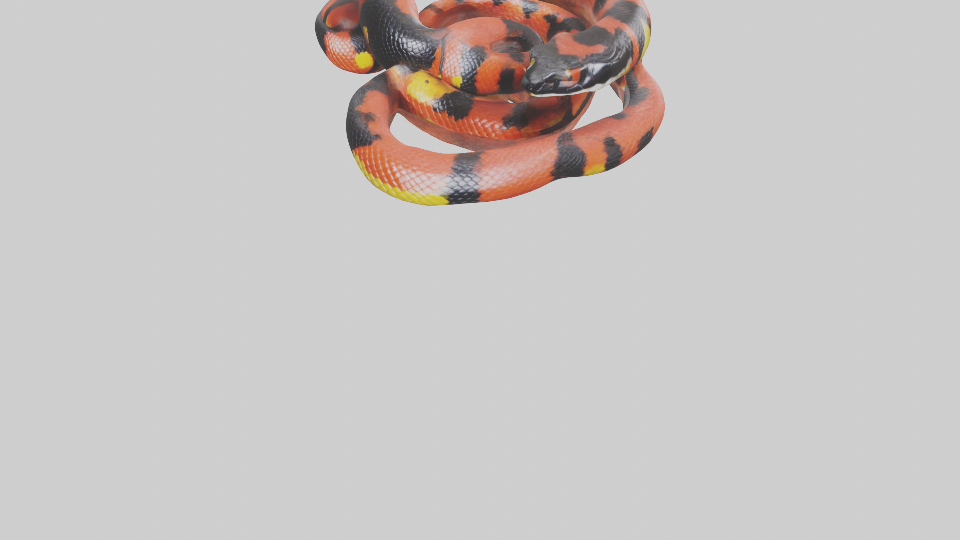 Coral Snake resting model 3D model_5