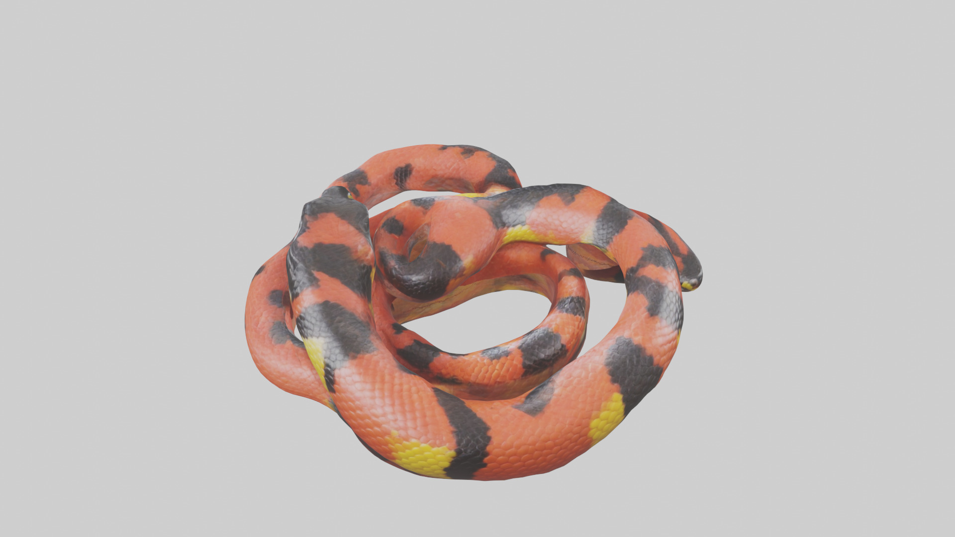 Coral Snake resting model 3D model_15
