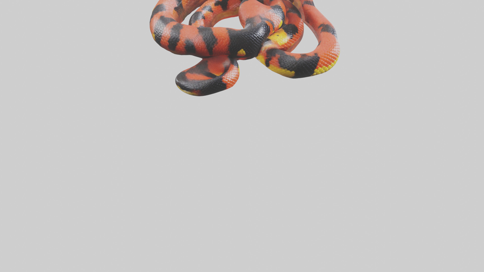 Coral Snake resting model 3D model_6