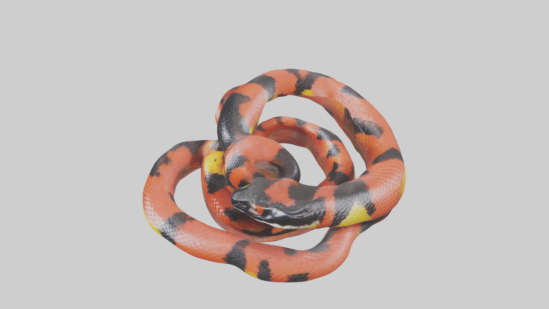 Coral Snake resting model 3D model_17