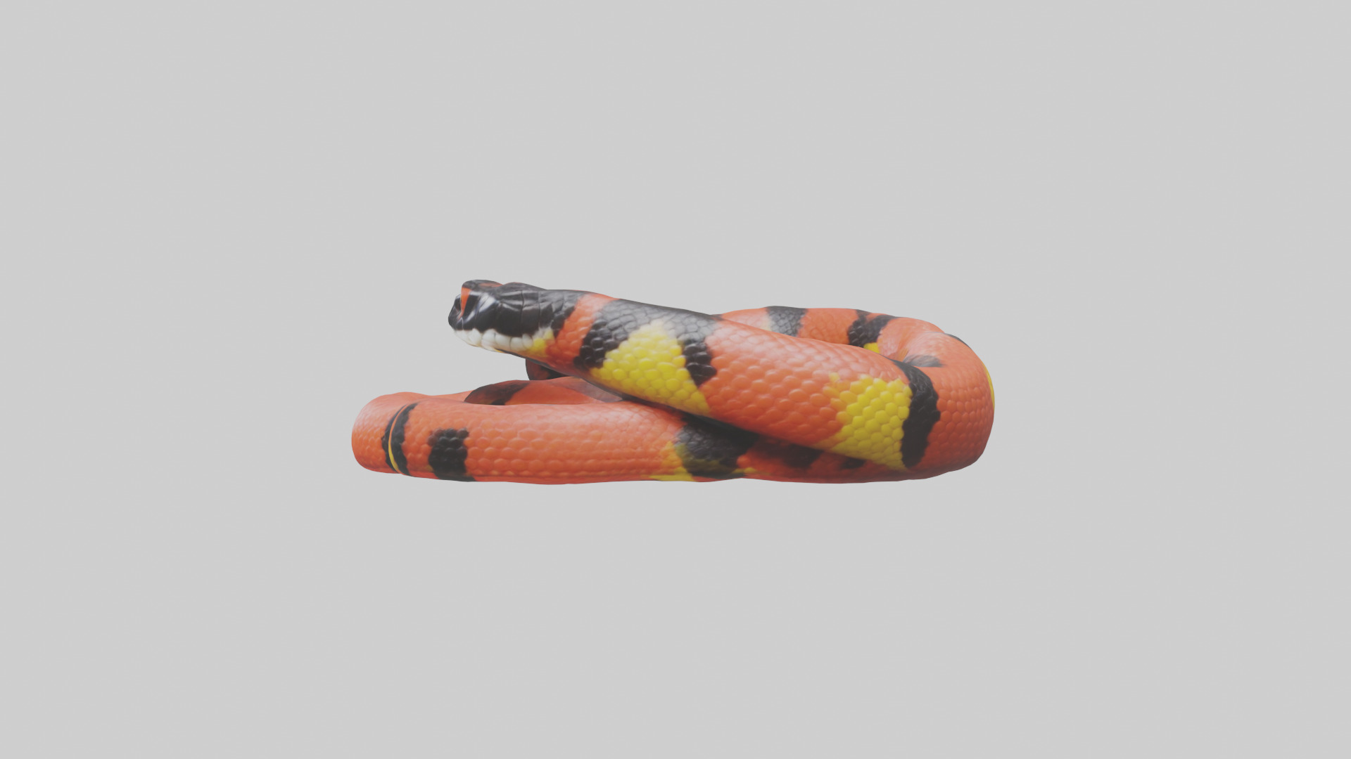 Coral Snake resting model 3D model_1