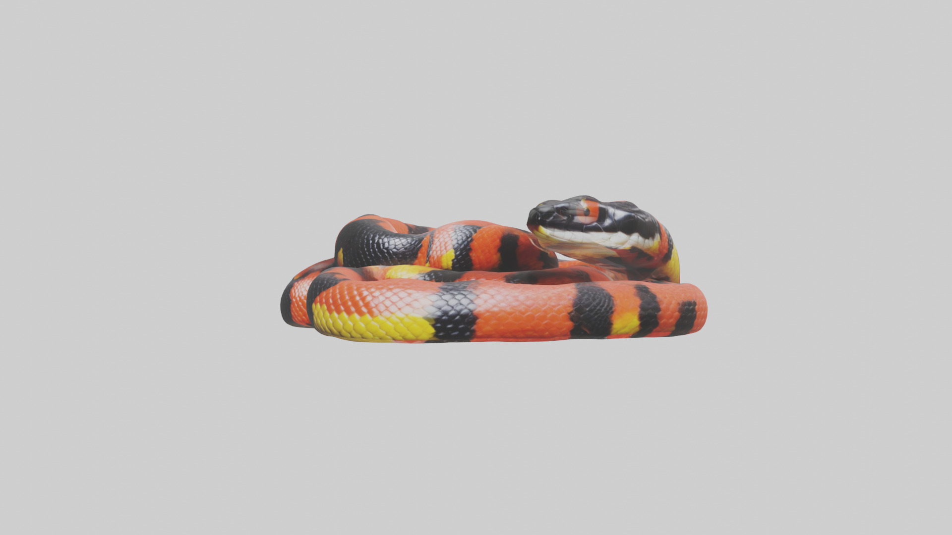 Coral Snake resting model 3D model_8
