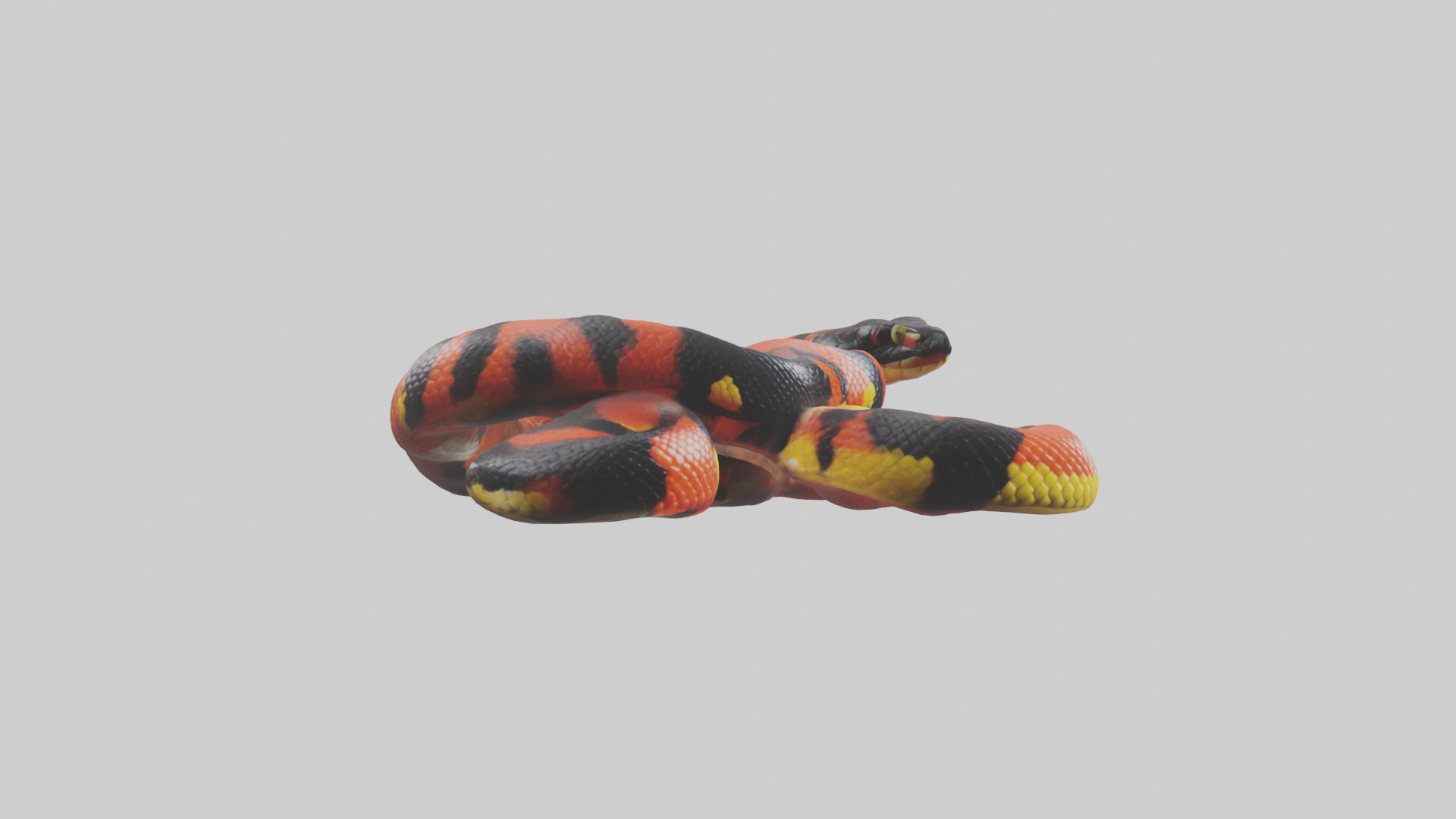 Coral Snake resting model 3D model_7