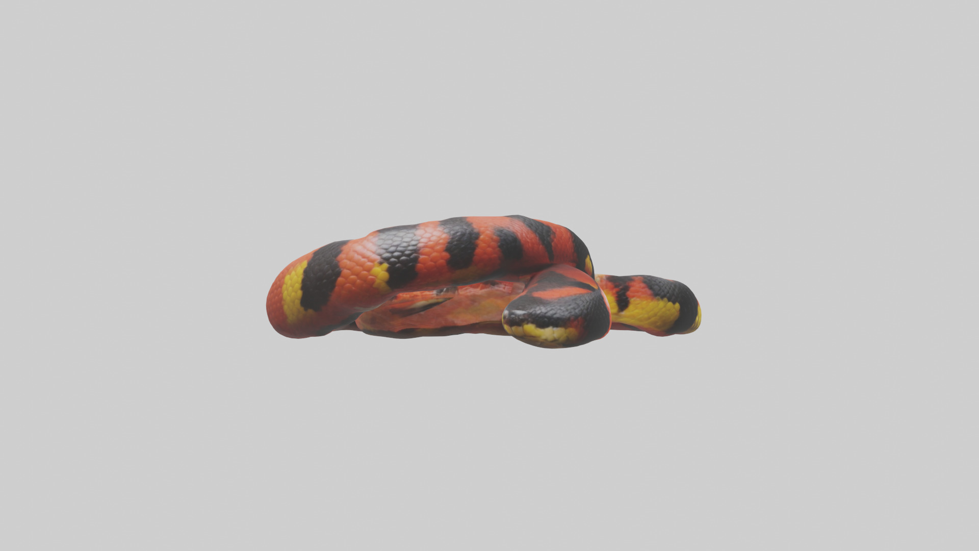 Coral Snake resting model 3D model_13