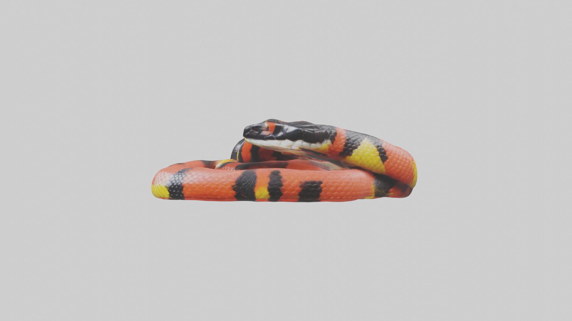 Coral Snake resting model 3D model_12