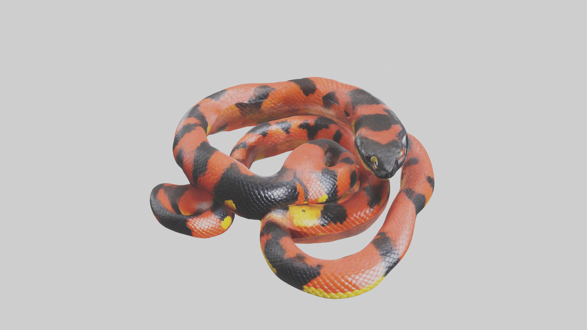 Coral Snake resting model 3D model_16