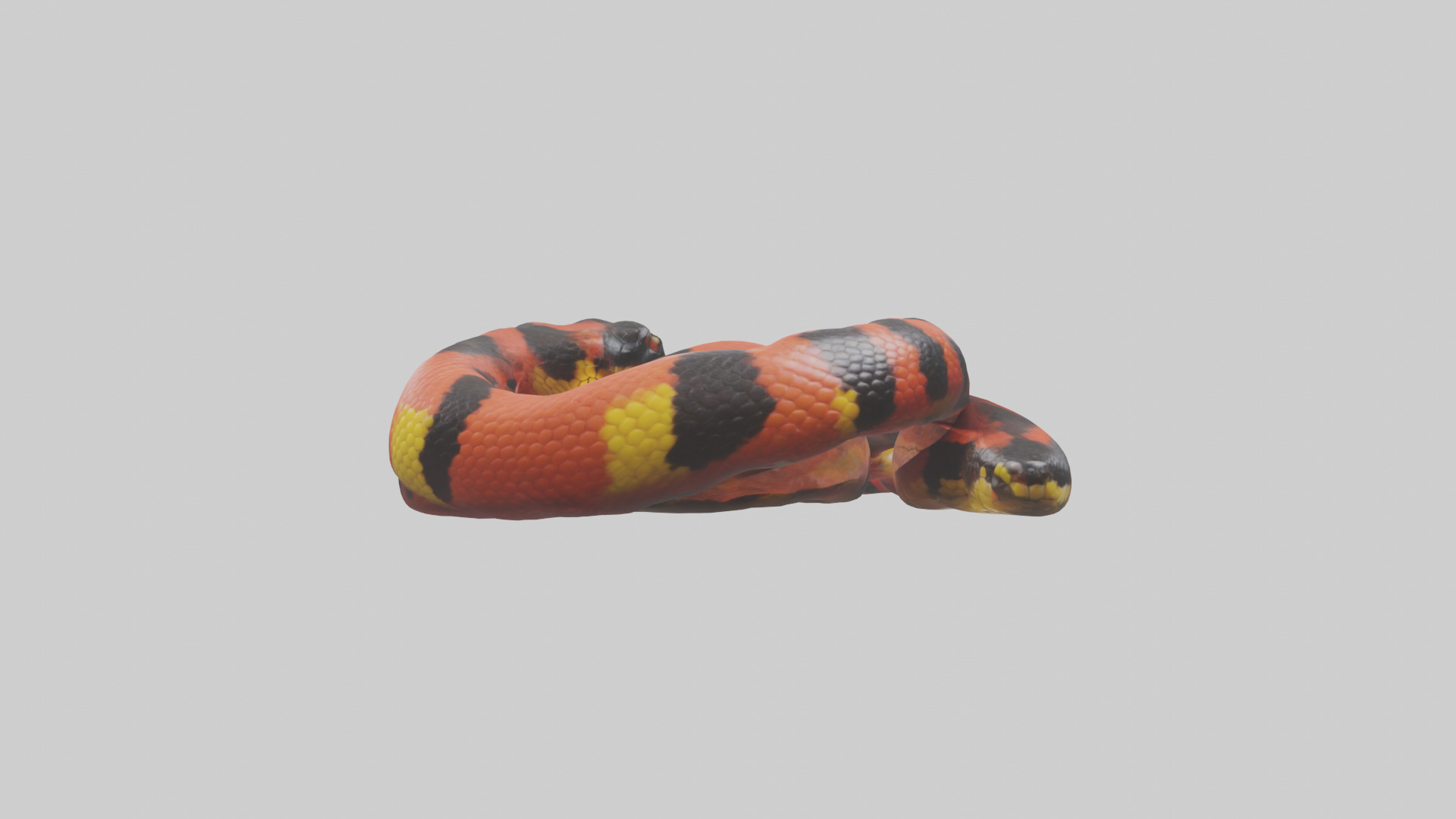 Coral Snake resting model 3D model_2