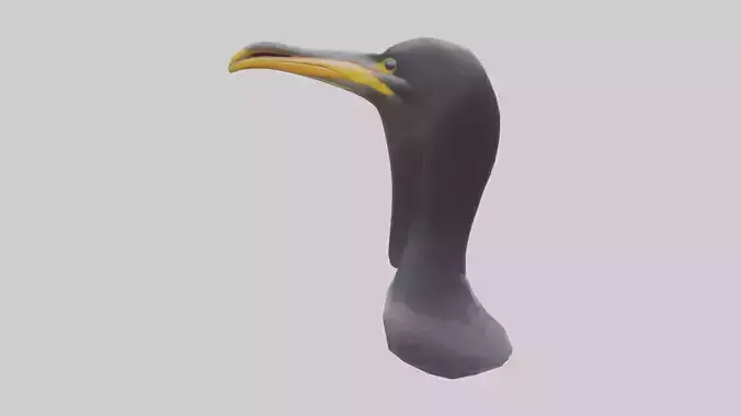 Cormorant Beak