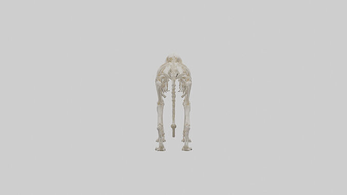 Cougar Skeleton model 3D model