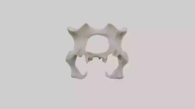 Coyote Pelvis
