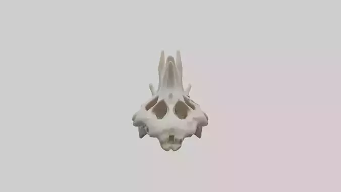 Coyote Vertebrae