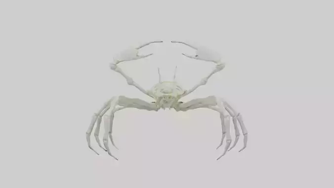 Crab Skeleton model