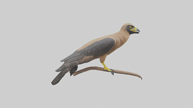 Crested Serpent Eagle perched model 3D model