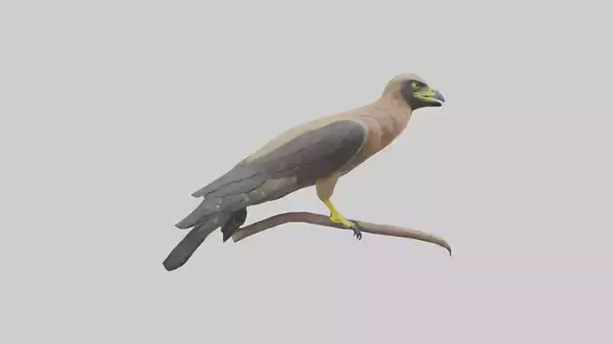 Crested Serpent Eagle perched model
