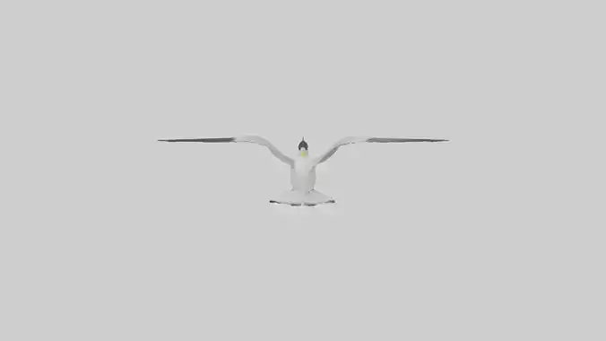 Crested Tern flying model