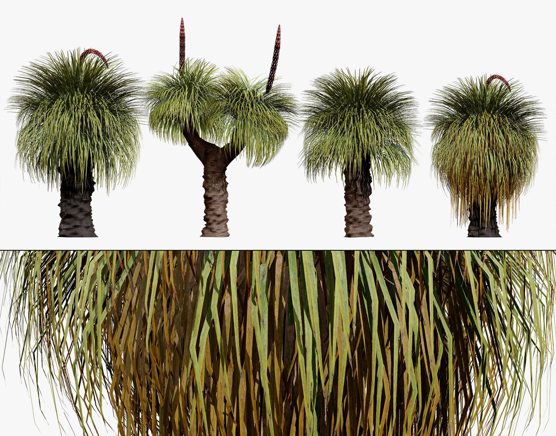 Australian Xanthorrhoea Pack Low-poly 3D model_3