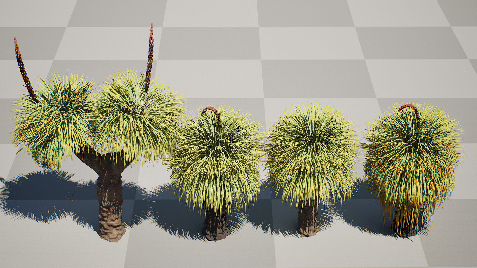 Australian Xanthorrhoea Pack Low-poly 3D model_11