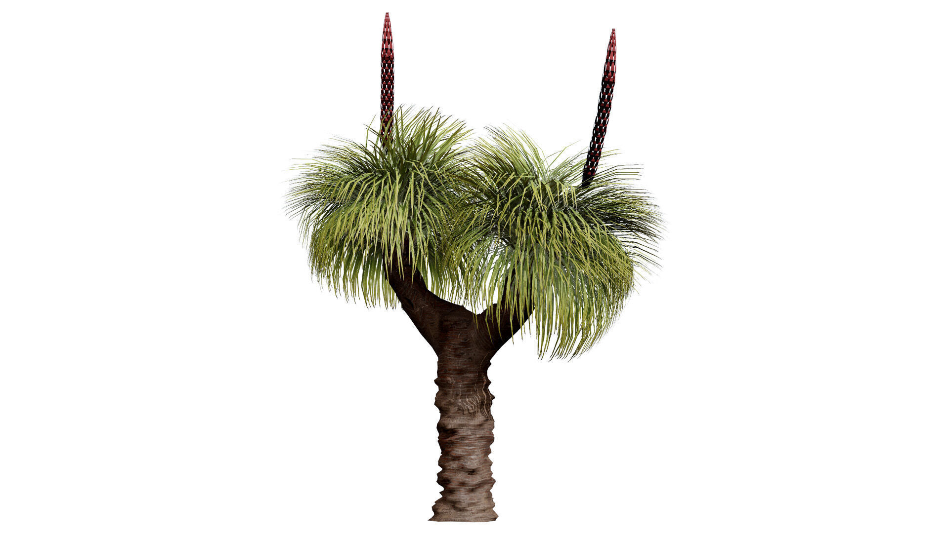 Australian Xanthorrhoea Pack Low-poly 3D model_6