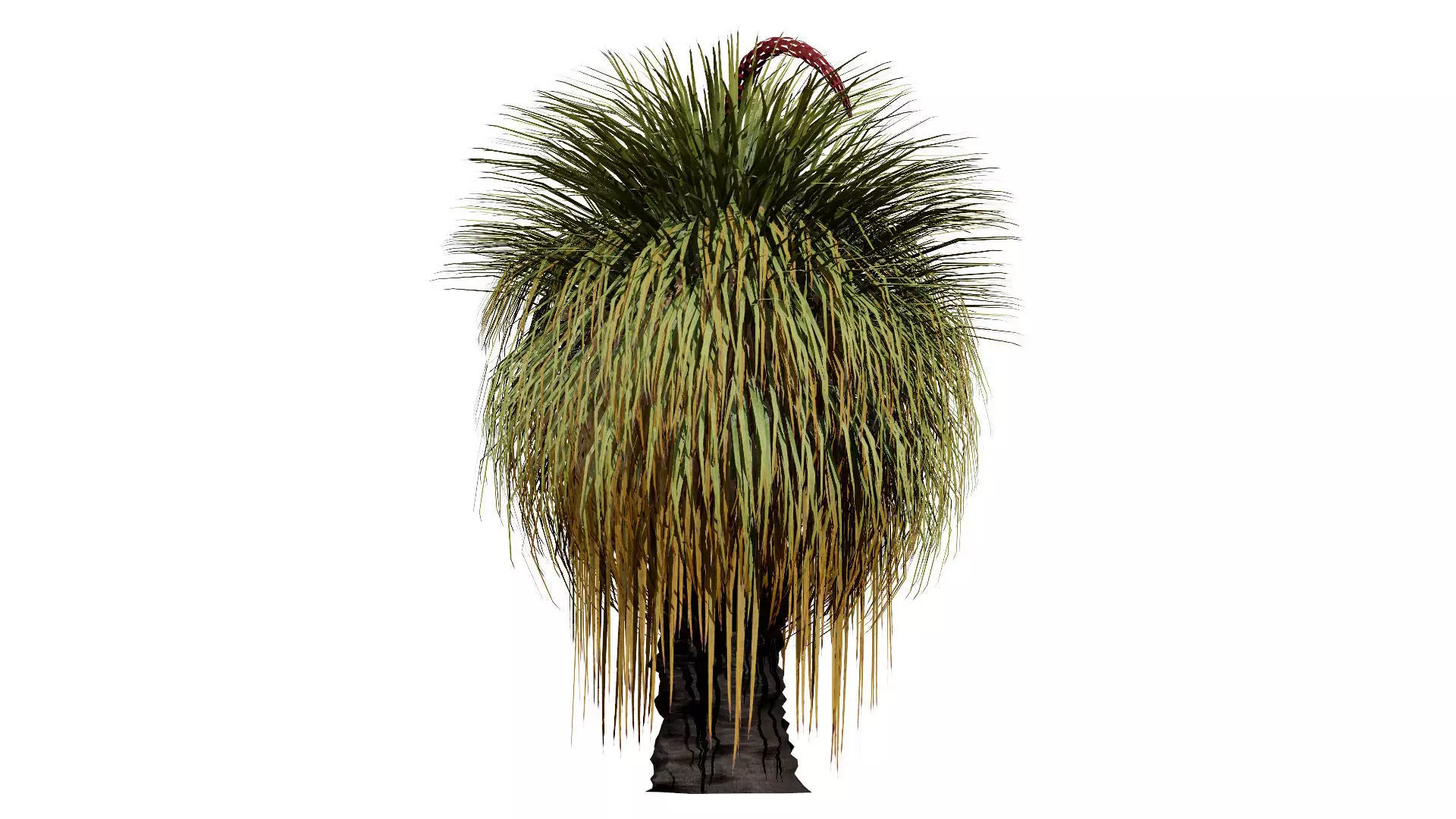 Australian Xanthorrhoea Pack Low-poly 3D model_0
