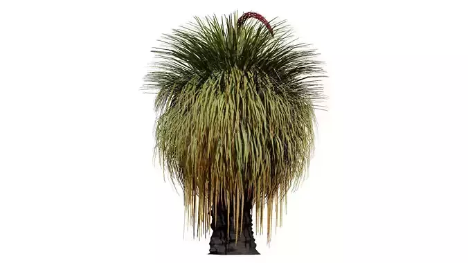 Australian Xanthorrhoea Pack Low-poly 3D model Australian Xanthorrhoea Pack Low-poly 3D model