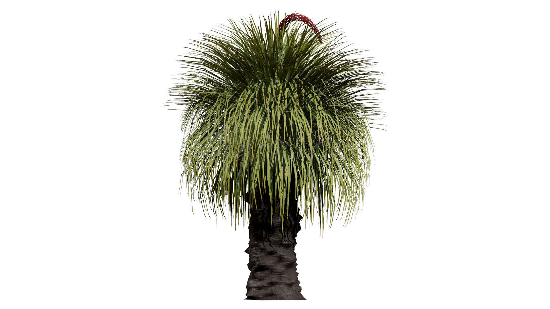 Australian Xanthorrhoea Pack Low-poly 3D model_8