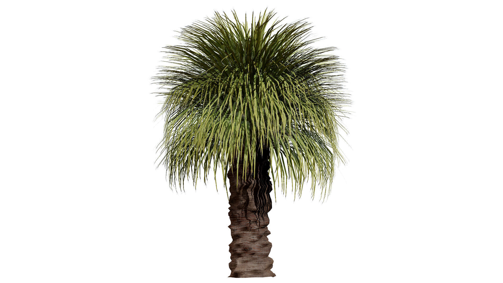Australian Xanthorrhoea Pack Low-poly 3D model_4