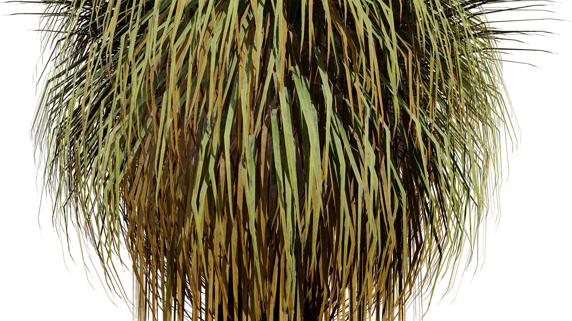 Australian Xanthorrhoea Pack Low-poly 3D model_10