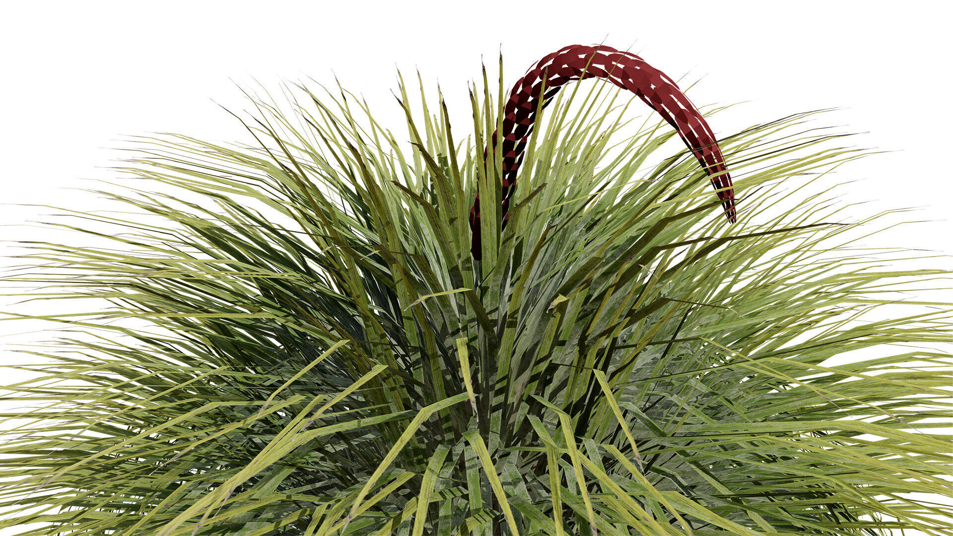 Australian Xanthorrhoea Pack Low-poly 3D model_9