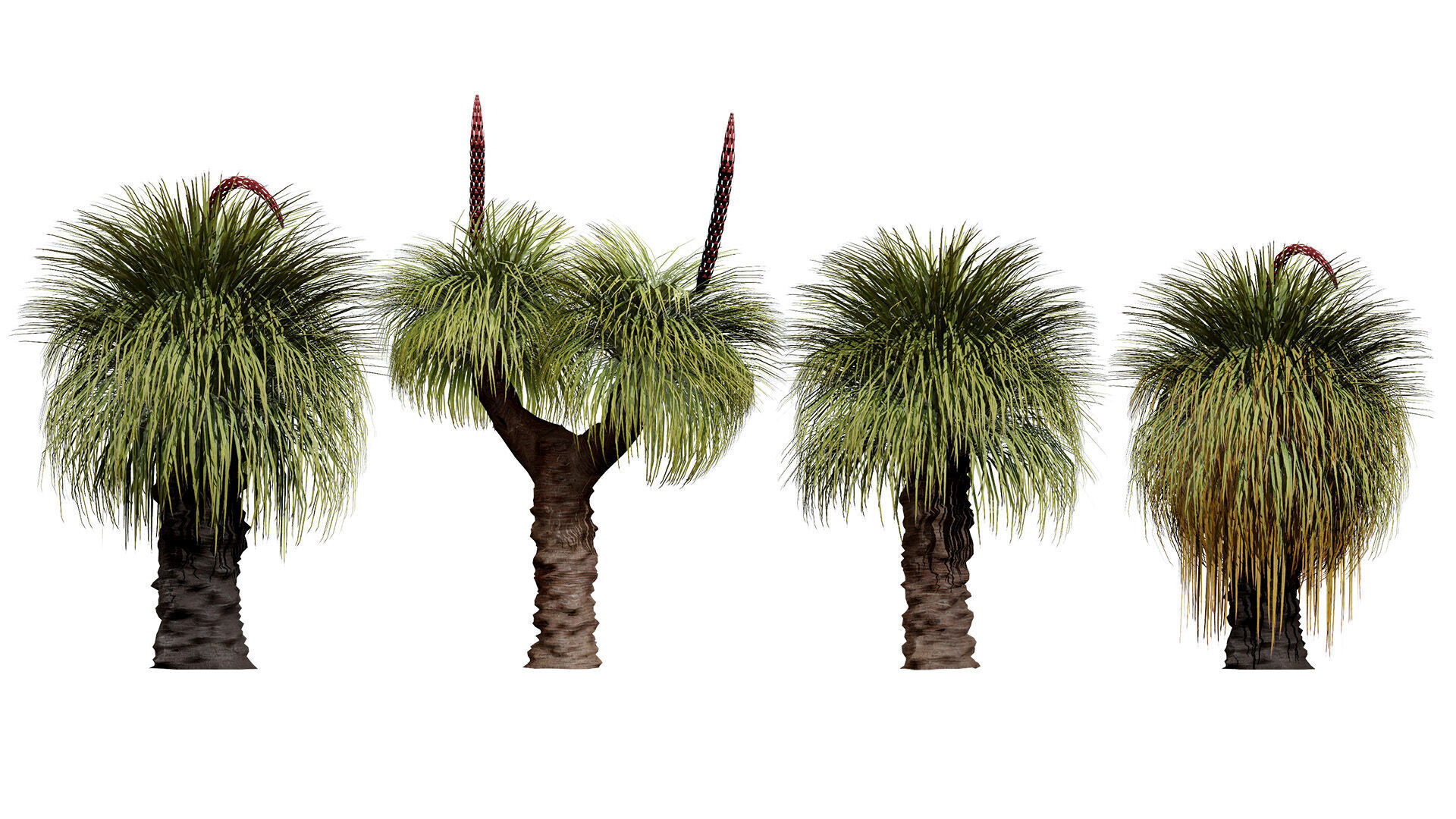 Australian Xanthorrhoea Pack Low-poly 3D model_2